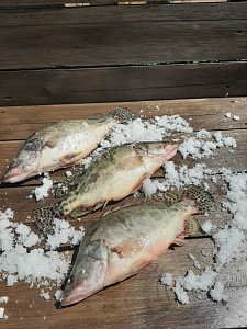 Превью Китайский окунь 1-1,5 кг