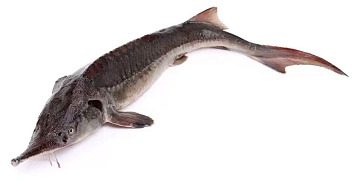 Фото Стерлядь 0,5-1,5 кг потрошеная аквакультура (свежемороженая)