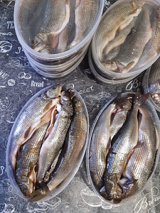 Превью Хариус солёномороженный