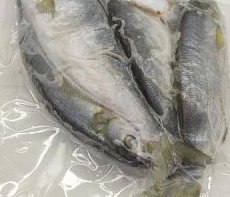 Луфарь черноморский свежемороженый (19-23см)