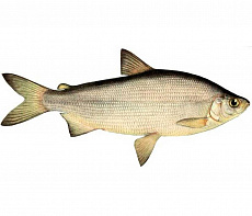 Пелядь (400-900 г)