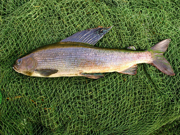 Фото Хариус свежемороженый (200-700 грамм)