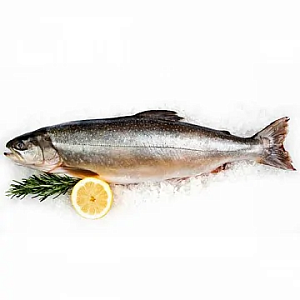 Превью Голец свежемороженый блочной заморозки вылов 2025г 