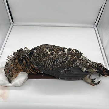 Фото Капалуха  в пере (Глухарь)