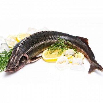 Фото Осётр Ленский свежемороженый (7-11кг) аквакультура