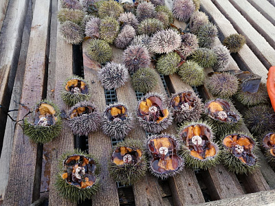 Превью Икра морского ежа Uni Премиум (Акустическая заморозка) 50гр