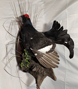 Превью Тетерев на медальоне