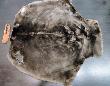 Превью Шкурка бобра выделанная