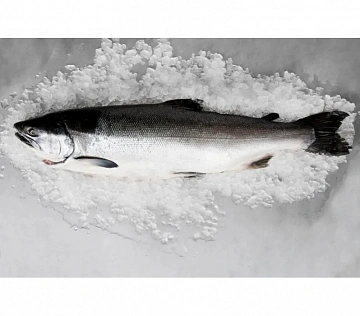 Фото Горбуша свежемороженая непотрошеная 0.6-0,8 кг