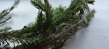 Фото Ветки пихты свежие замороженные