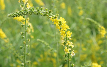 Фото Репешок сушеный