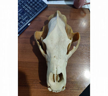 Фото Череп медведя