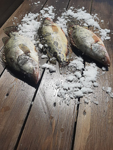 Превью Китайский окунь 1-1,5 кг