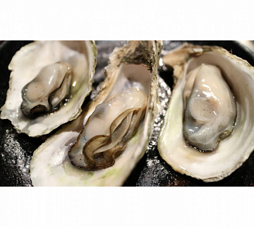 Фото Устрица Хасанская